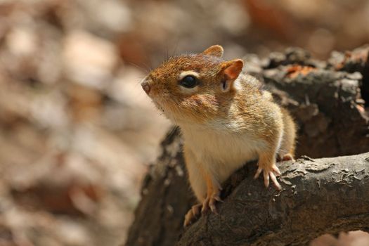 Eastern Chipmunk Tamias striatus feeding
