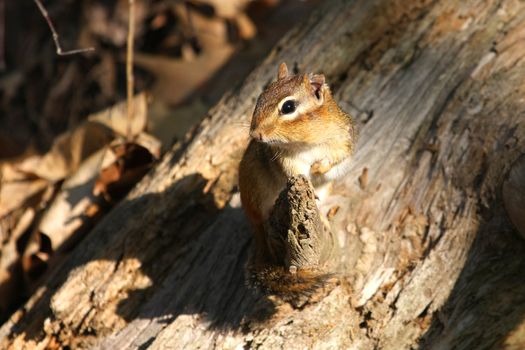 Eastern Chipmunk Tamias striatus feeding