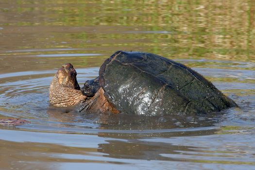 Common Snapping Turtles Chelydra serpentina Mating