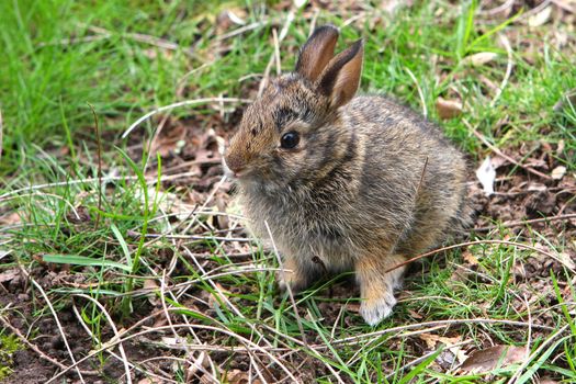 Cottontail Rabbit Sylvilagus Young Baby in grass