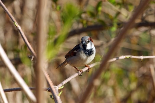 House Sparrow Passer domesticus male