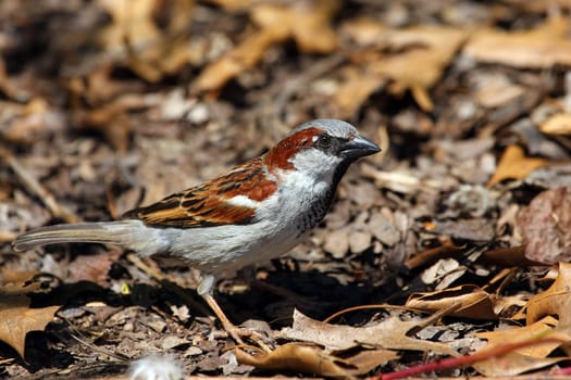 House Sparrow Passer domesticus male