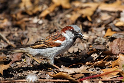 House Sparrow Passer domesticus male