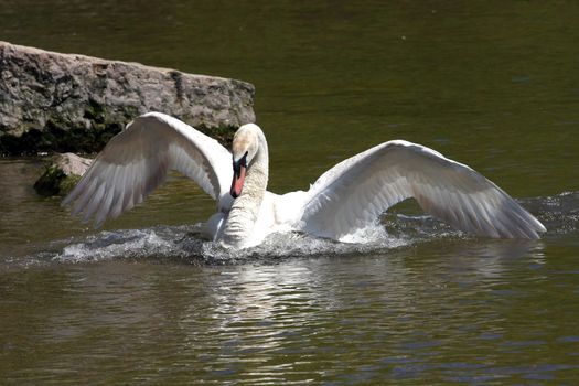 Mute Swan Cygnus olor Defence Mode In Sun