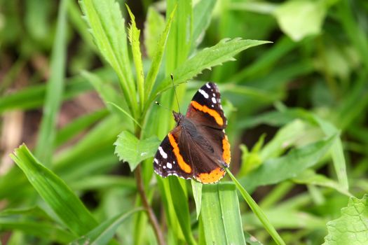 Red Admiral Vanessa atalanta Butterfly Warming On Grass