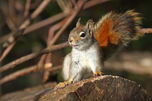 Red Squirrel Tamiasciurus hudsonicus on stump on alert