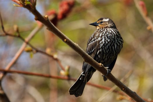 Red-winged Blackbird Agelaius phoeniceus female perched