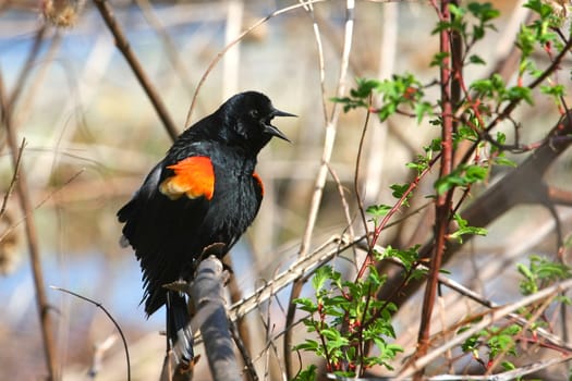 Red-winged Blackbird Agelaius phoeniceus male perched