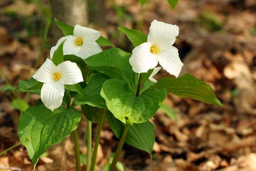 Trillium grandiflorum Flower three in morning light