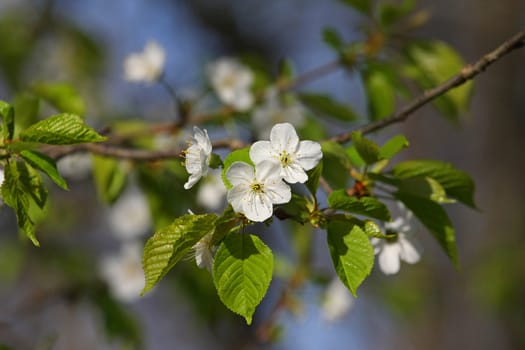 White Cherry Tree Blossoms In Spring In Sun