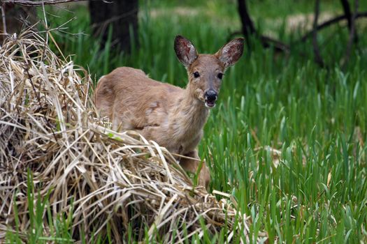 White-tailed Deer Odocoileus virginianus early spring