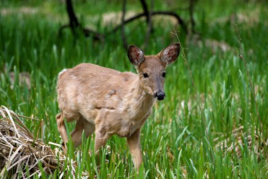 White-tailed Deer Odocoileus virginianus early spring