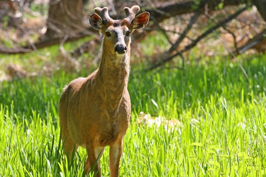 White-tailed Deer Odocoileus virginianus Buck early spring