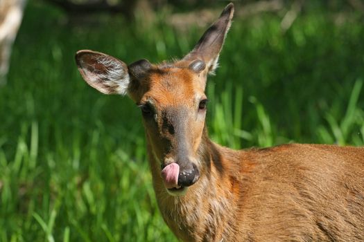 White-tailed Deer Odocoileus virginianus Buck early spring