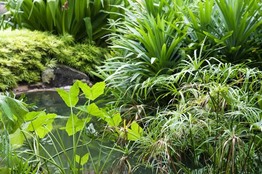 Tropical garden, pond and plants.