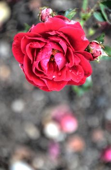 red rose with blurred background