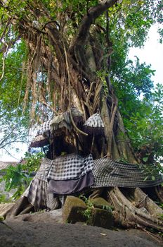 A holy Banyan tree in Bali. Offerings are frequently made to trees in Bali. The Balinese believe that in large trees dwell a host of spirits and demons