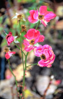 pink flowers on blurred background