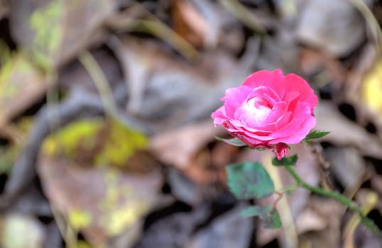 pink rose with blurred background