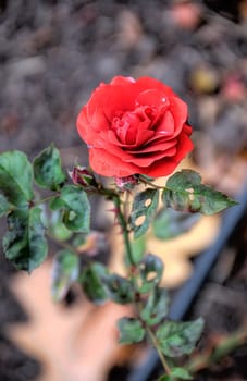 red flower with blurred background