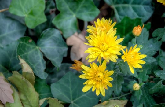 yellow flowers on blurred background