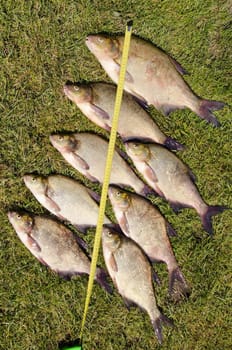 Measuring fishes caught in the lake. Good July catch.