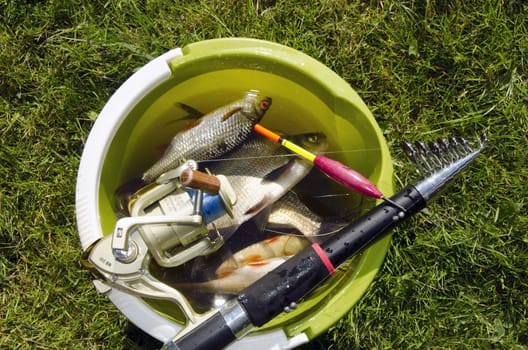 Bucket full of fishes and rod on top of it.