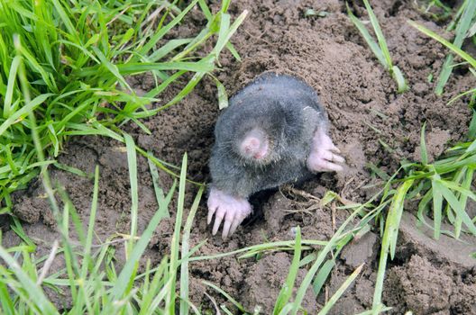 Mole peered around his mole hole. Nice interesting animal.