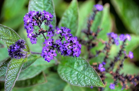 violet flowers with blurred background