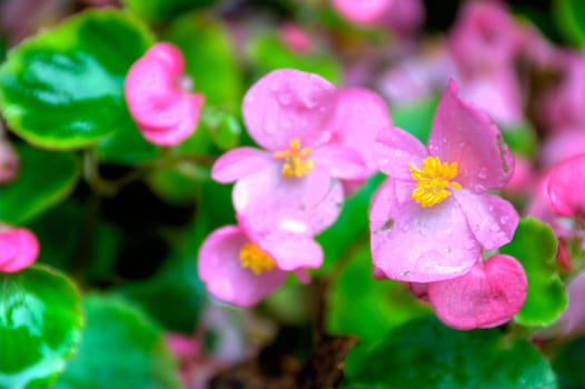 pink flowers with blurred background