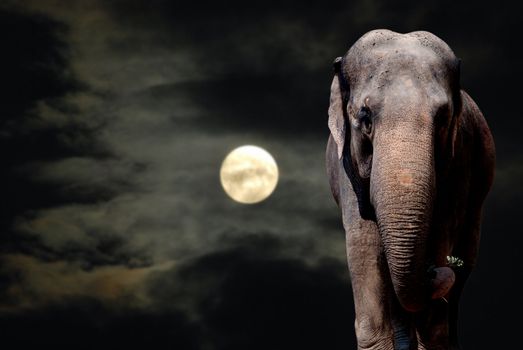 Elephant Walikng in the Night - Full Moon