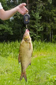 Bream weighed after a successful fishing. Nice caught.