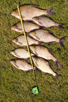 Measuring fishes caught in the lake. Good July catch.