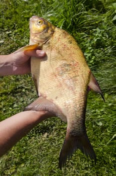 Bream caught on housefly larvae in Lithuania lake. Fish in hands.