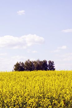 Bbeautiful yellow rape field. Background of the summer.