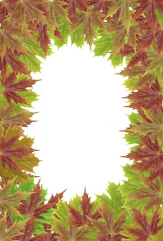 Fall leaves on white background, fall border