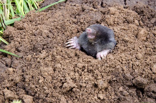 Mole put out his head from mole hole. Enemy for beautiful lawn.