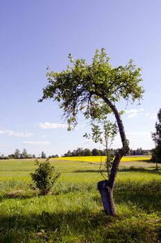 Lonely half cut apple tree in the meadow.