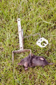 Mole caught with special metallic traps. Good technology for defending your lawn.