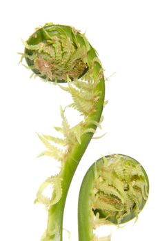 Fern leaf stems wound up in a circle. Isolated on a white background.