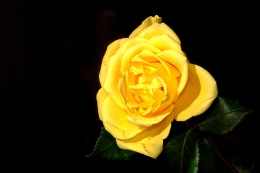 yellow rose on black background