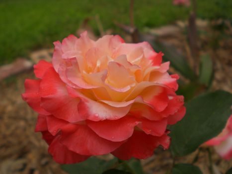 A double delight hybrid tea rose is in full bloom in a Missouri garden