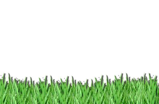 green grass on a white isolated background