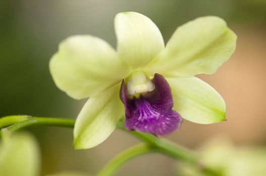 Close up on orchid flower