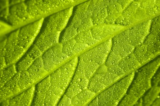 Macro in vegetable leaf with dew