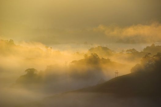 Tea Plantations at Cameron Highlands Malaysia. Sunrise in early morning with fog.