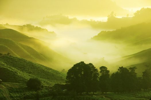 Tea Plantations at Cameron Highlands Malaysia. Sunrise in early morning with fog.