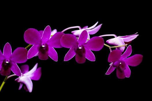 Macro on purple orchid isolated on black