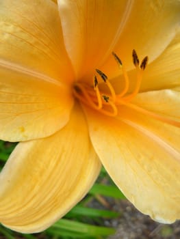 A close up photograph of a yellow flower.
