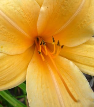 A close up photograph of a yellow flower.

